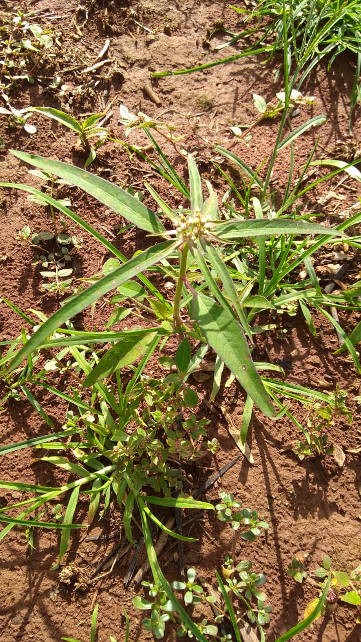 Plantas Daninhas: Pesquisador da Fundação Rio Verde explica como combater e controlar