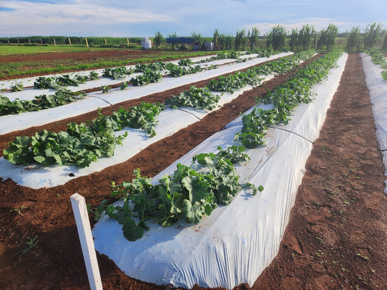 Fundação, Prefeitura e Empaer apresentam resultados do Campo 365 da Agricultura Familiar