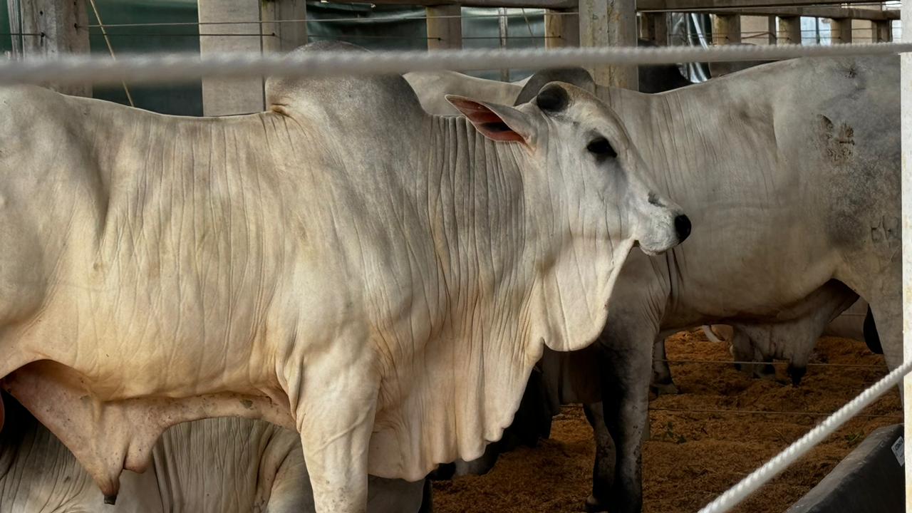 Melhoramento genético impulsiona destaque dos equinos na agropecuária mato-grossense