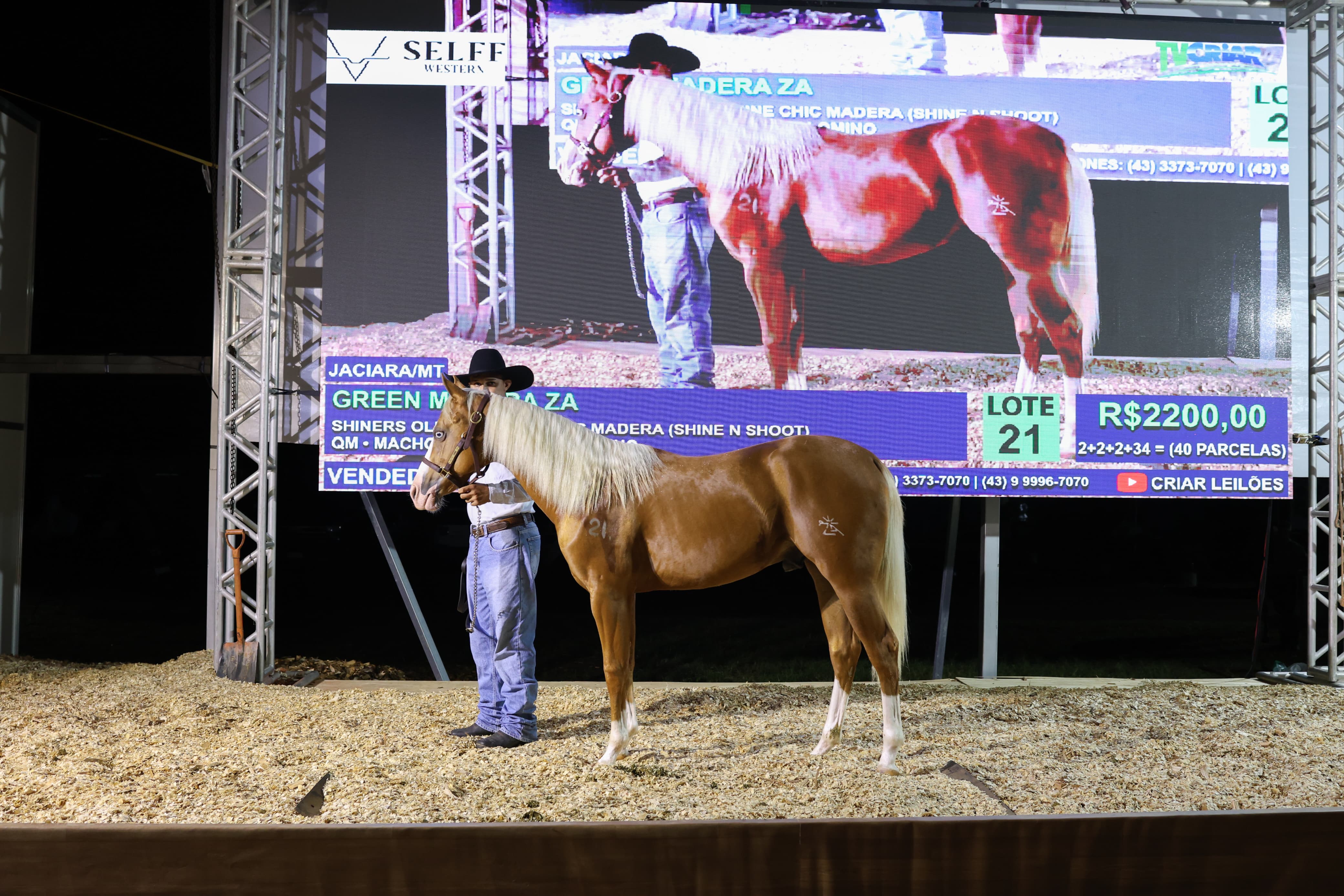 Momento histórico: Show Safra Pecuária abre as portas para o primeiro leilão de cavalos