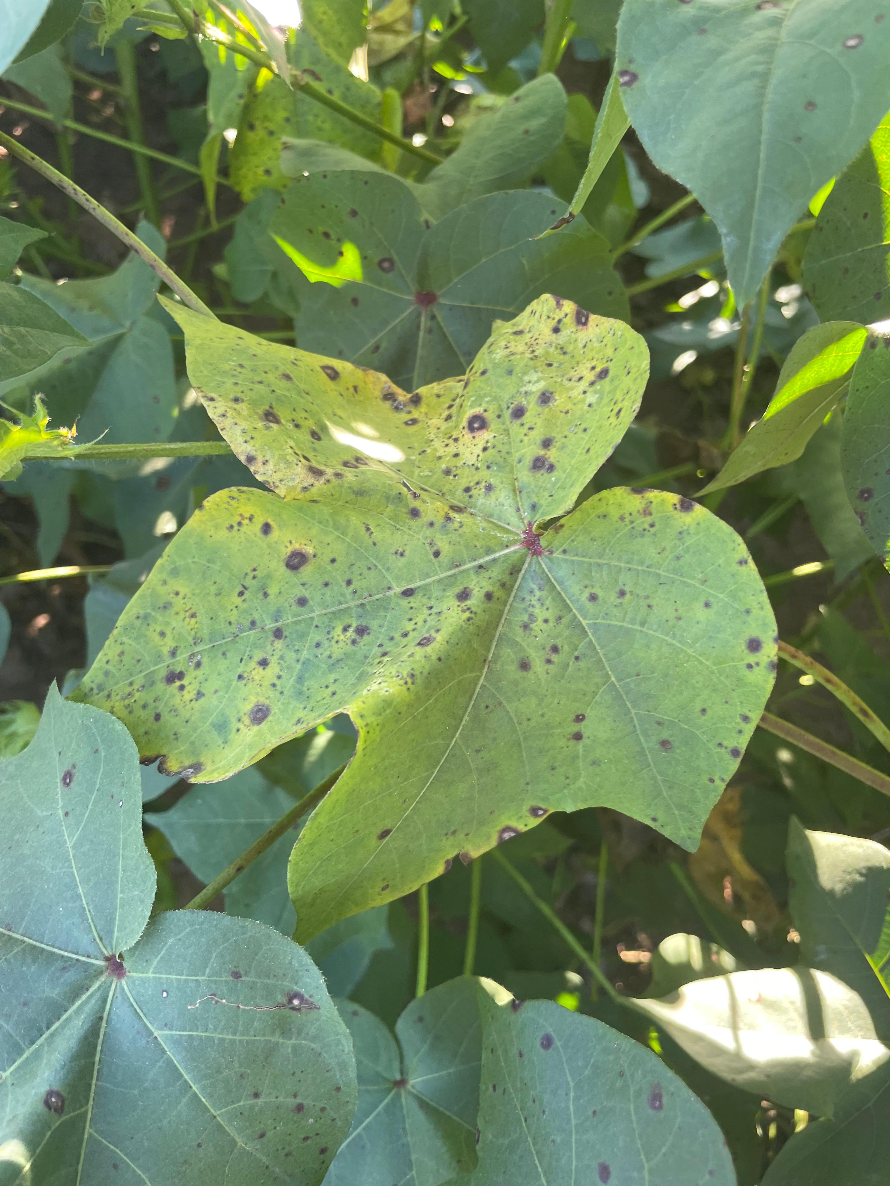 Pesquisa identifica aumento na incidência de manchas foliares em plantas de algodão