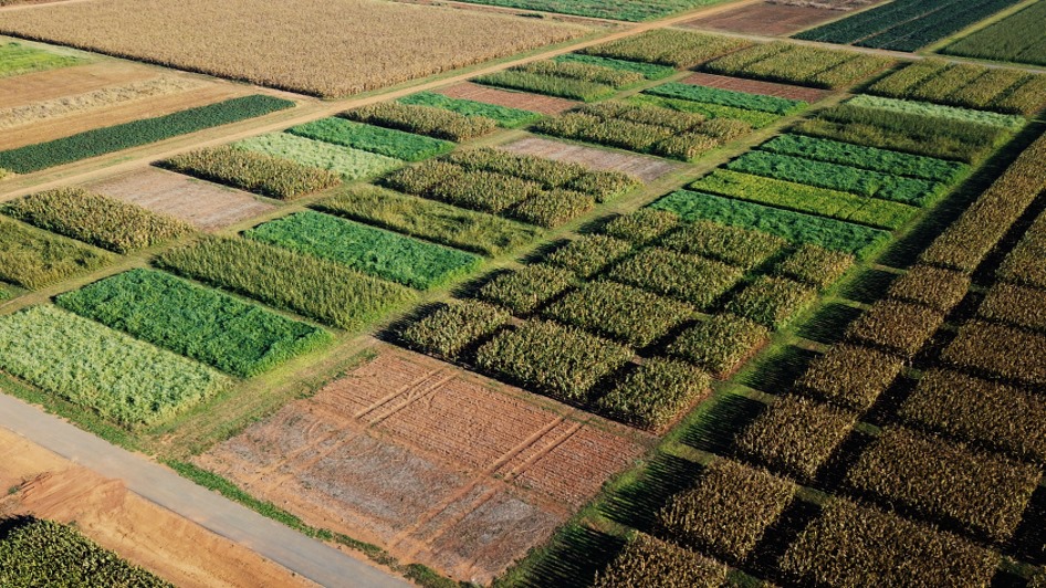 Fundação Rio Verde divulga resultados de Estudo de Manejo de Plantas de Cobertura em Segunda Safra