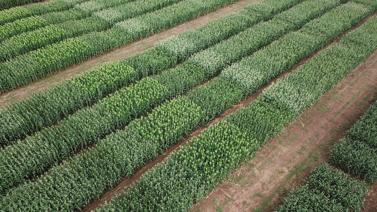 Ensaio de Competição de híbridos de milho da Fundação Rio Verde contribui para a tomada de decisão do produtor