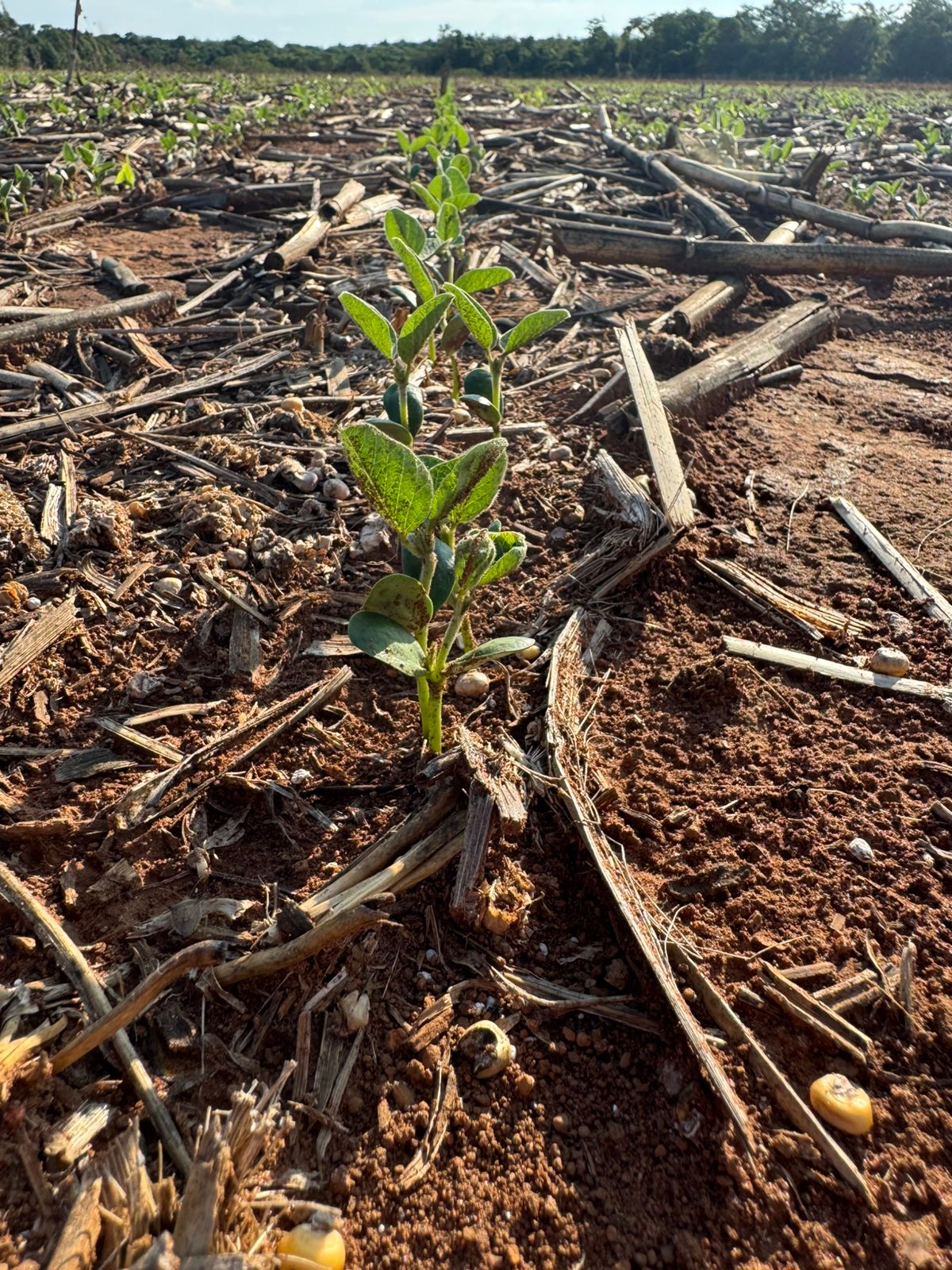 Plantação de soja no MT: cuidados essenciais para evitar doenças e garantir alta produtividade