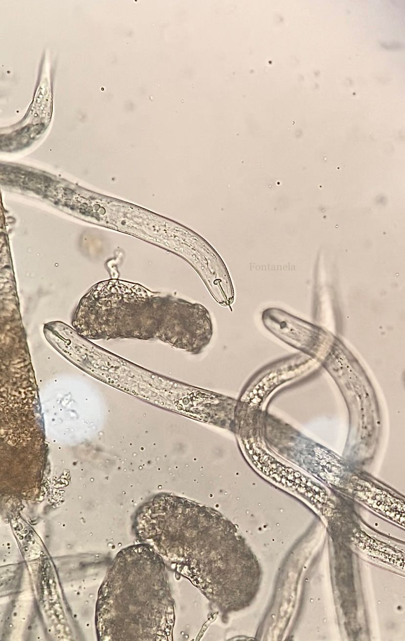 Pesquisadora alerta sobre o impacto dos nematoides nas lavouras e reforça a importância do manejo