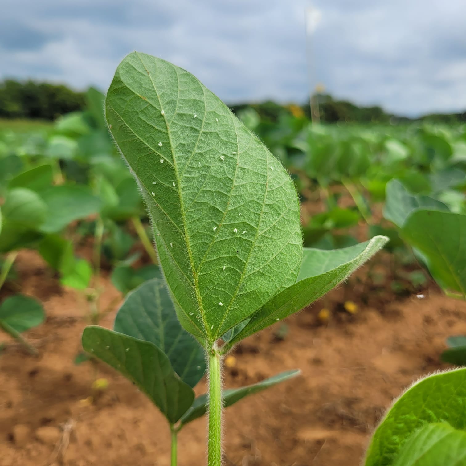 Mosca branca e Lagarta: um período de atenção para os produtores