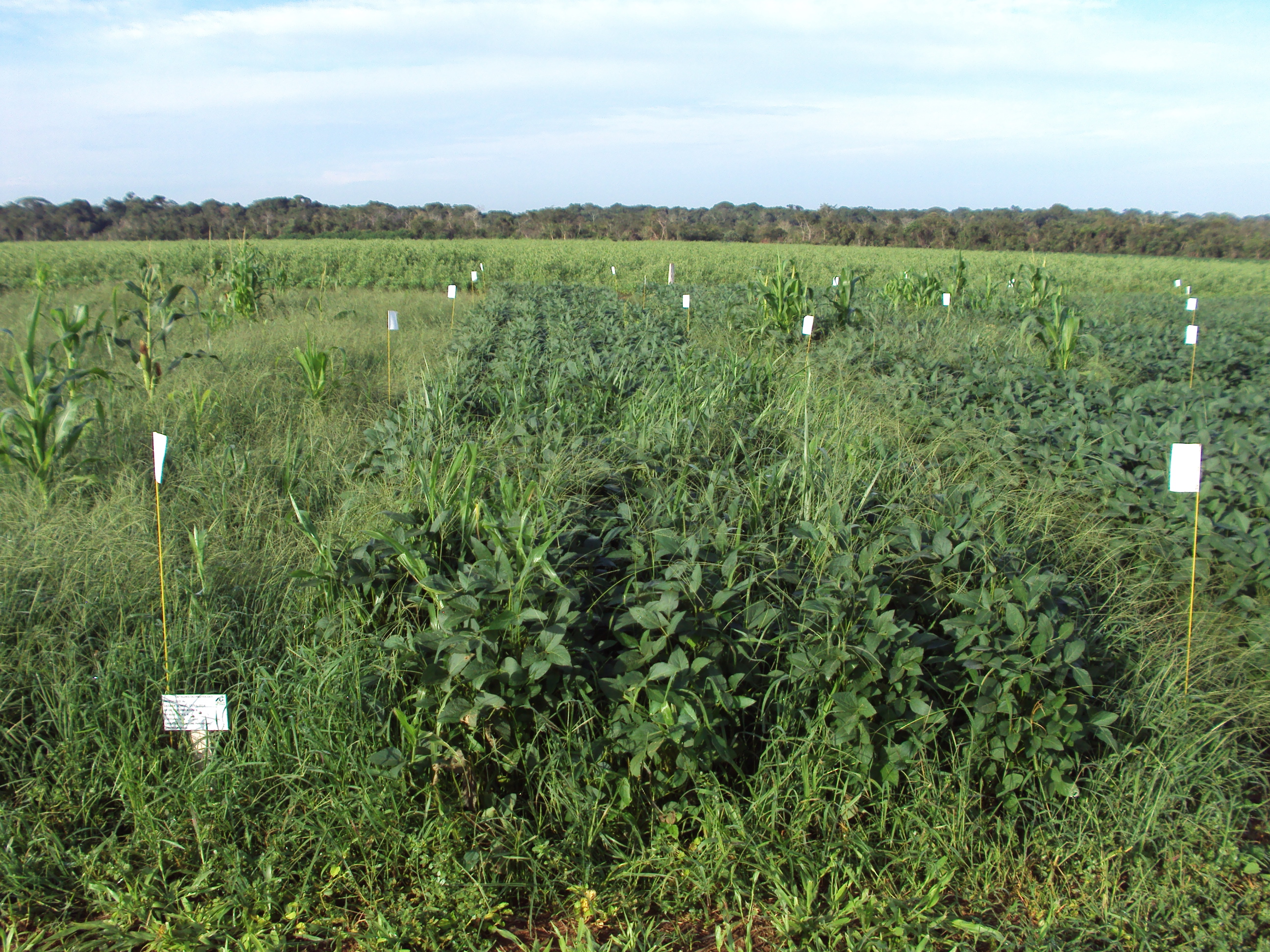 Manejo de pragas e plantas daninhas nas lavouras é desafio diário do agricultor