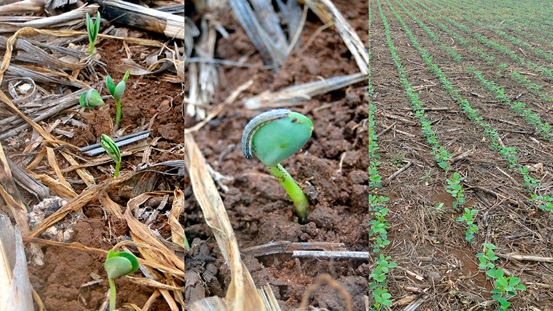 COM O COMEÇO DA SEMEADURA DA SOJA, PRODUTORES DEVEM SE ATENTAR PARA AS PRAGAS INICIAIS