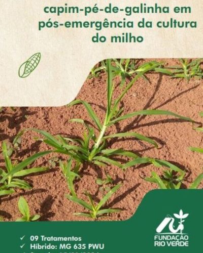 4 - Controle do capim-pé-de-galinha em pós-emergência da cultura do milho