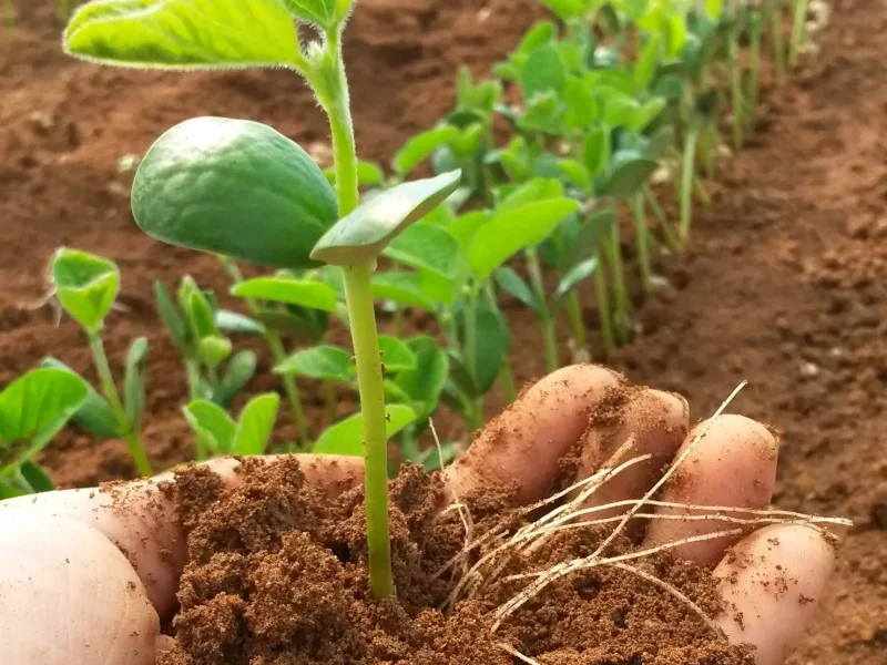 A influência do armazenamento na qualidade das sementes