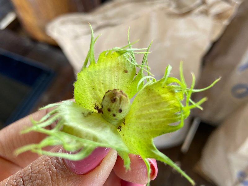 A maioria dos produtores está consciente sobre a importância do vazio sanitário do algodão afirma pesquisador da Fundação Rio Verde