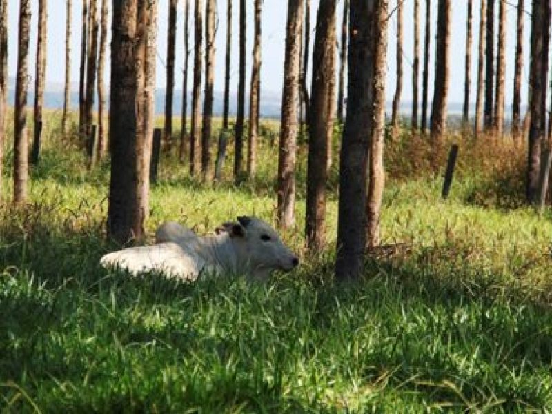 Acrimat participa da feira Show Safra BR-163 em Lucas do Rio Verde