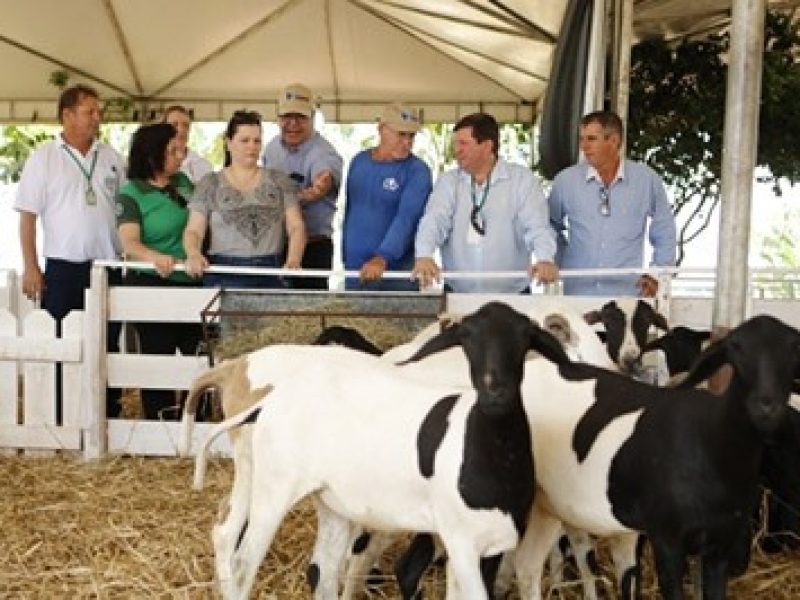Agricultura familiar no Show Safra 2020 Evento gera oportunidades para pequenos projetos de agricultura e pecuária