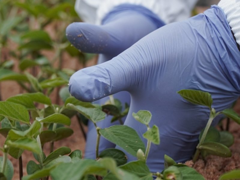 Análise de qualidade de sementes garante uma colheita bem-sucedida