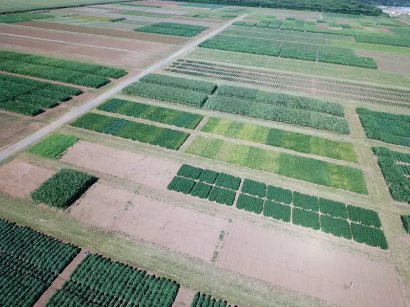 Análises constantes do solo garantem o controle dos nematoides na lavoura