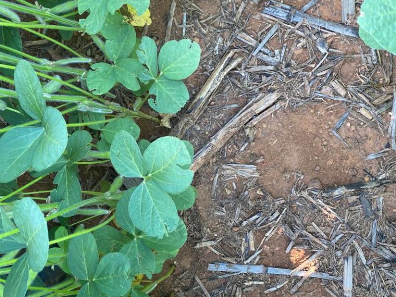 Apesar de baixa umidade, produtor deve manter aplicações planejadas, orienta pesquisadora da Fundação Rio Verde