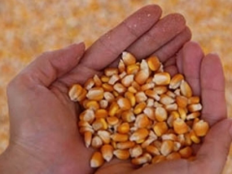 Aprosoja orienta sobre negociação de contratos de milho