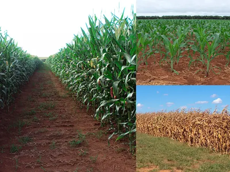 Avaliação de híbridos de milho com médio e alto investimento