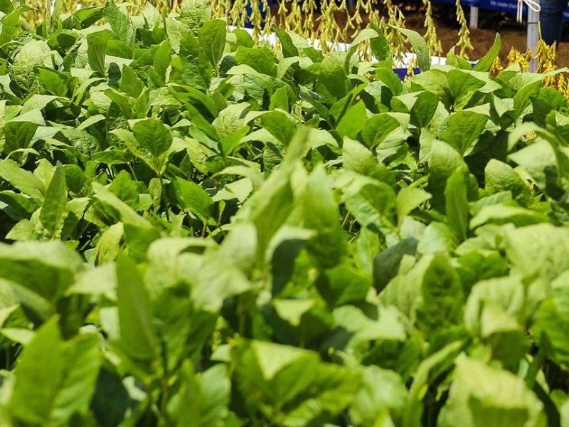 CHINA x EUA frente a frente no Show Safra