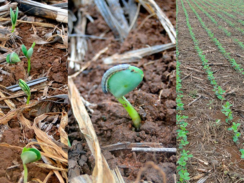 COM O COMEÇO DA SEMEADURA DA SOJA, PRODUTORES DEVEM SE ATENTAR PARA AS PRAGAS INICIAIS