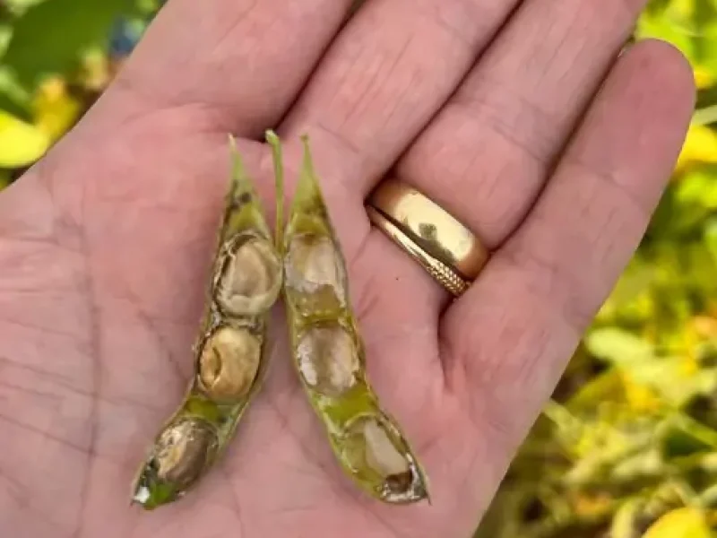 Desafios-e-Solucoes-na-Luta-Contra-a-Podridao-de-Graos-da-Soja-Impactos-Causas-e-Estrategias-de-Manejo