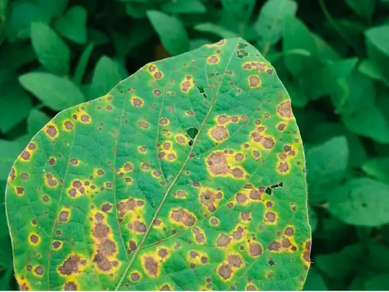 EMBRAPA - Resultados de Pesquisas (1)