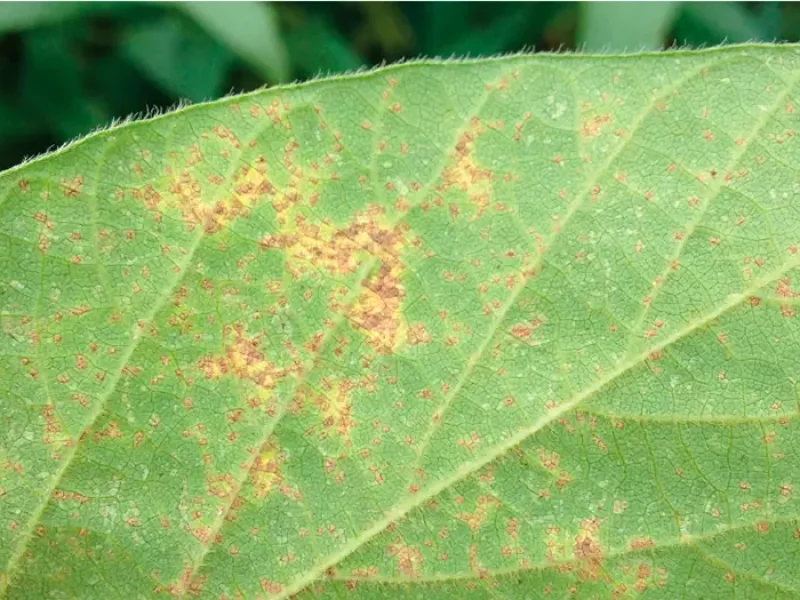 EMBRAPA - Resultados de Pesquisas