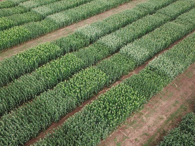 Ensaio de Competição de híbridos de milho da Fundação Rio Verde contribui para a tomada de decisão do produtor