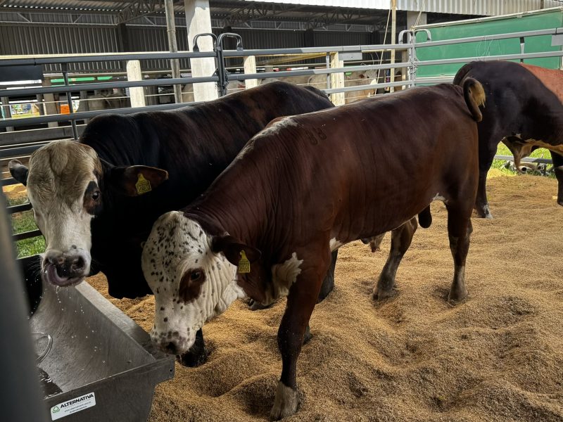 Evolução marcante as inovações do Show Safra Pecuária