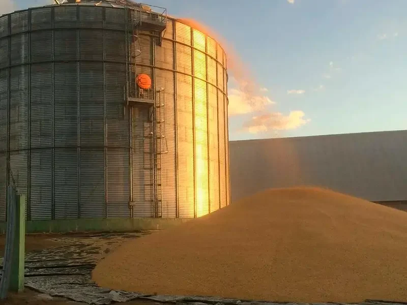Falta de armazéns para milho pode gerar perdas