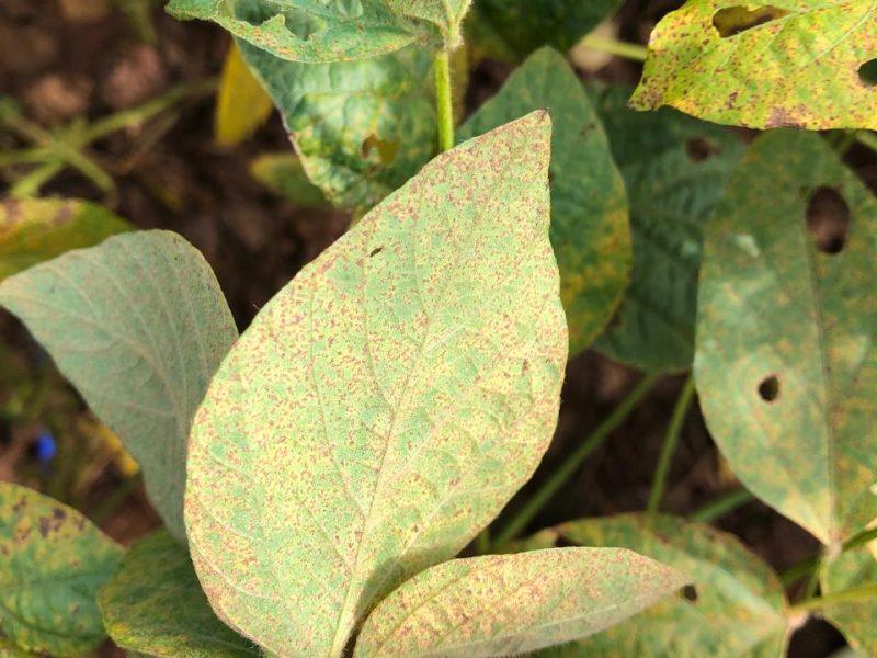 Foco de ferrugem asiática é registrado em área de monitoramento em Lucas do Rio Verde