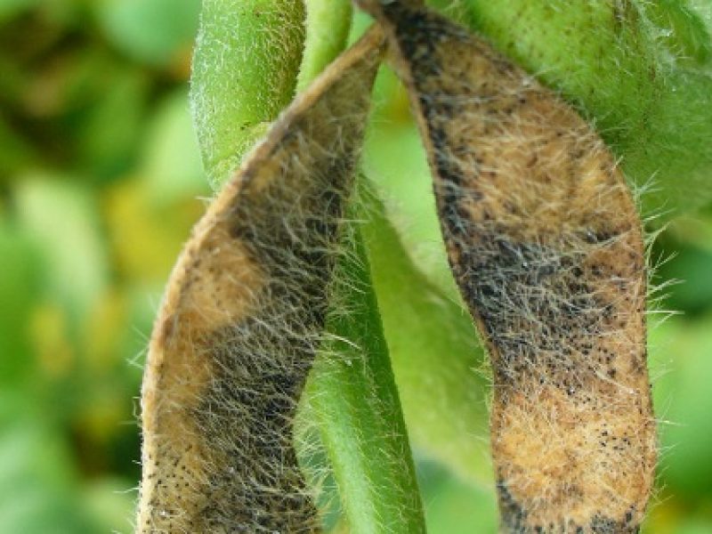 Fundação Rio Verde avalia riscos de antracnose na cultura da soja