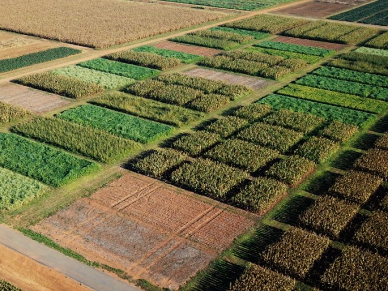 Fundação Rio Verde divulga resultados de Estudo de Manejo de Plantas de Cobertura em Segunda Safra