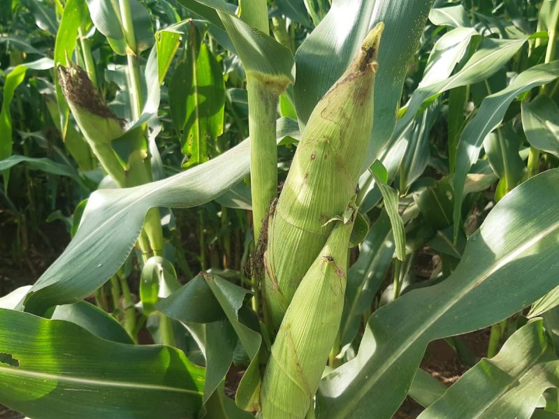 Fundação Rio Verde fornece produto principal na preparação da Festa do Milho
