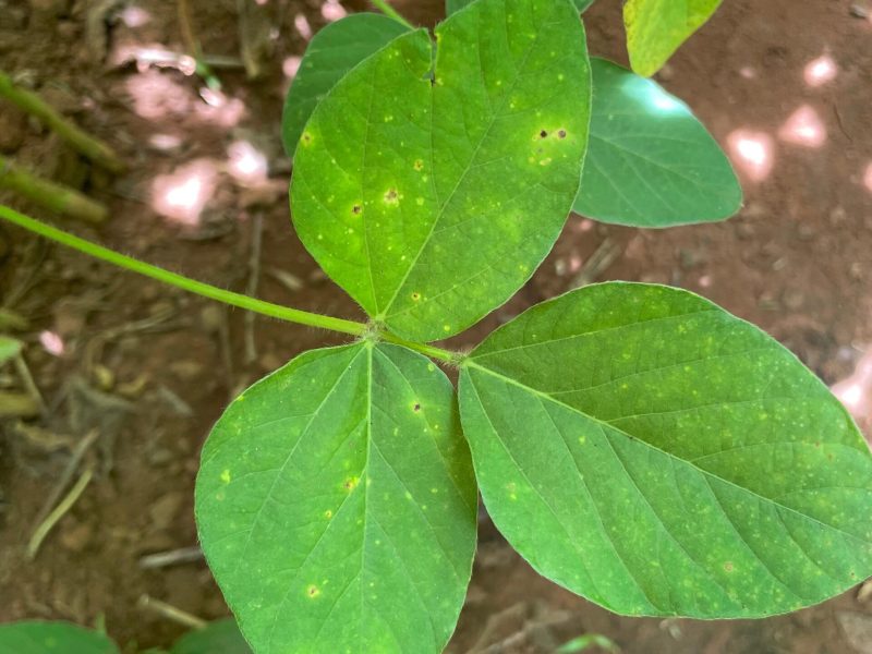 Fundação Rio Verde intensifica cuidados contra doenças e pragas na soja