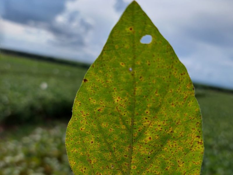 Fundação Rio Verde orienta produtores rurais sobre Vazio Sanitário da Soja