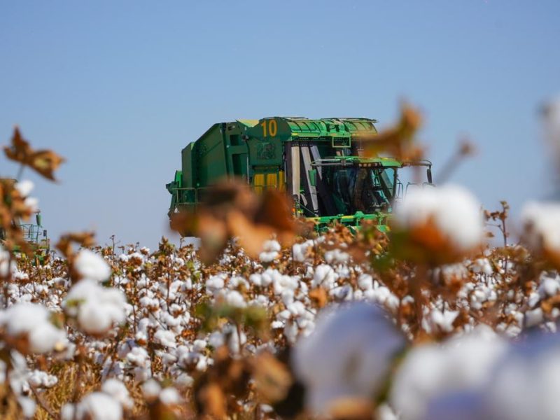 Fundação Rio Verde orienta sobre os cuidados com as pragas pós-colheita