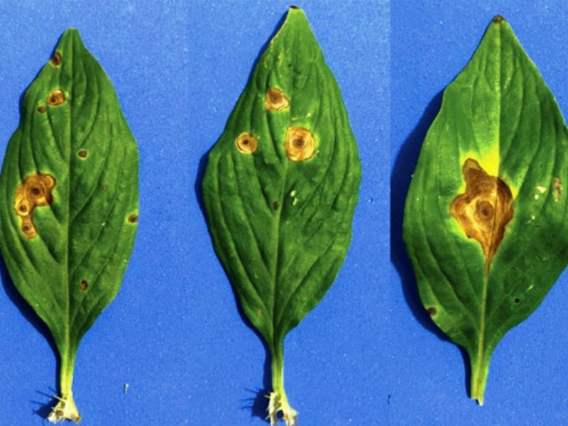 Fundação Rio Verde publica resultado de pesquisa sobre doenças na cultura da soja.