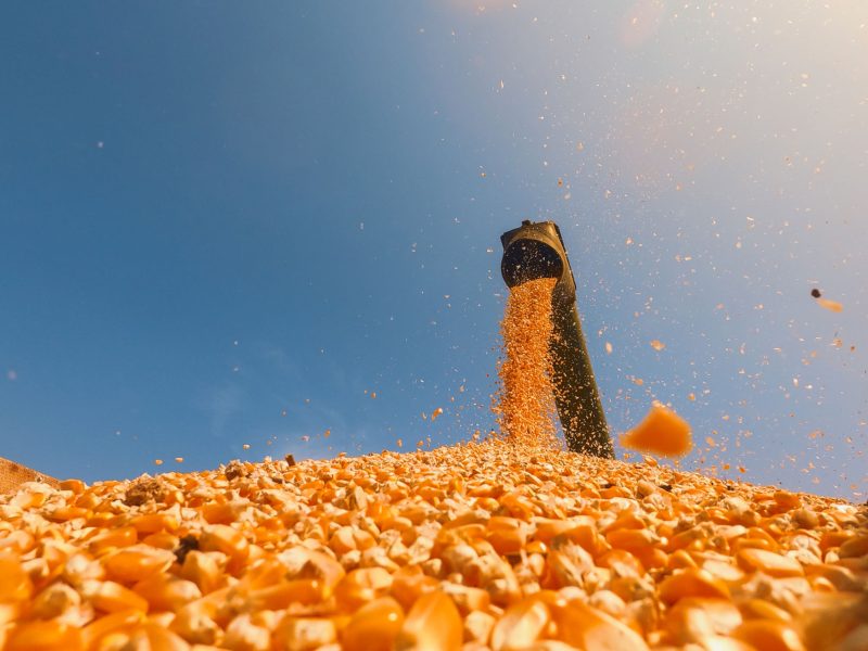 corn grains falling form combine harvesting in the truck with blue sky