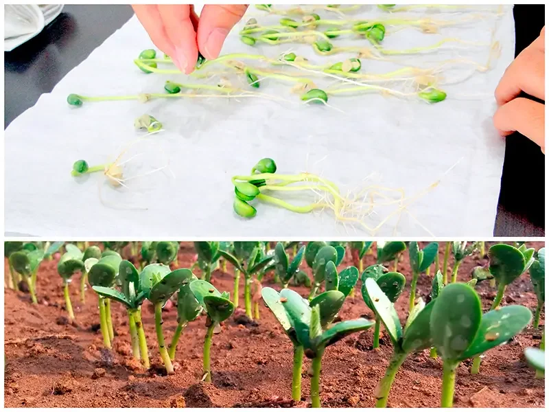 Importância da qualidade de sementes de soja