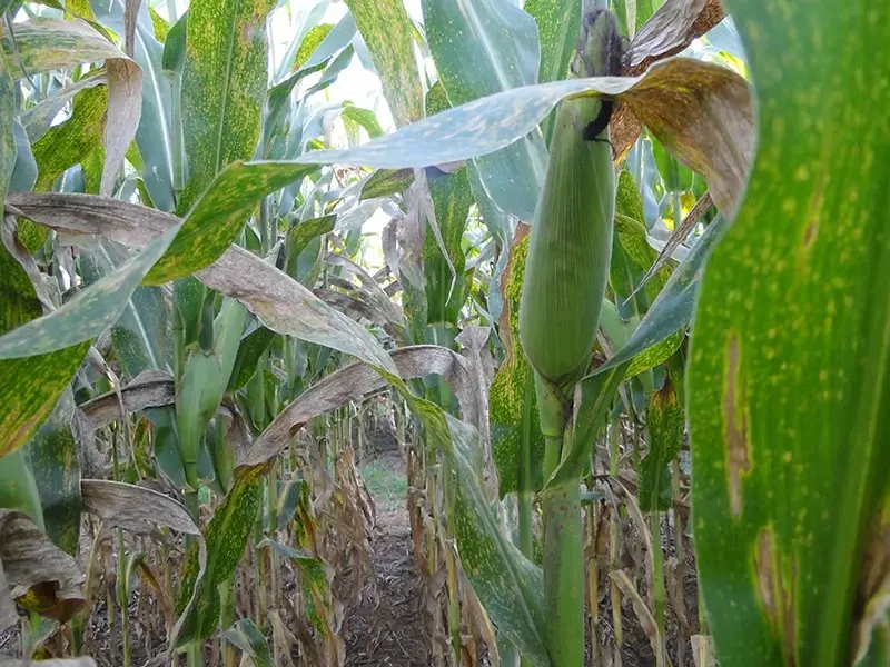 Incidência de grãos ardidos na colheita do milho