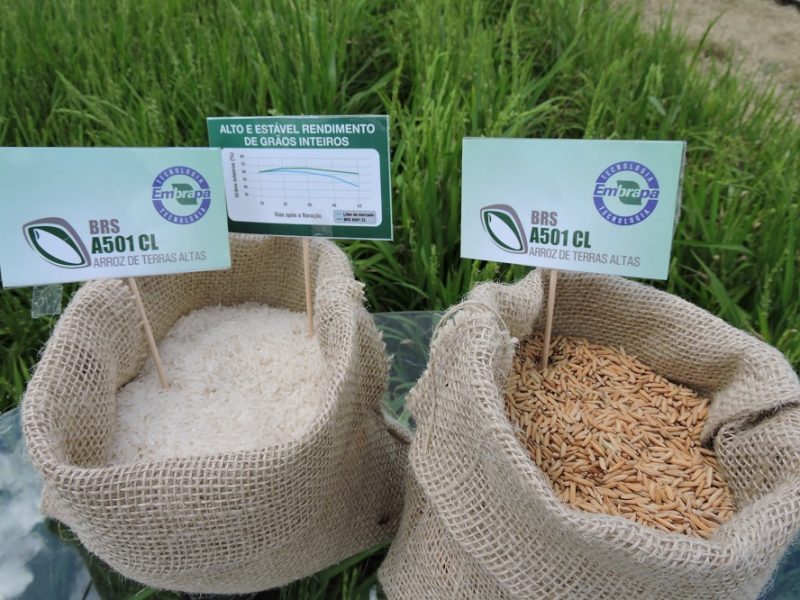 Lançada a primeira cultivar de arroz de terras altas resistente a herbicida