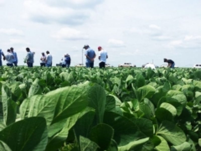 MIP é melhor opção contra mosca branca