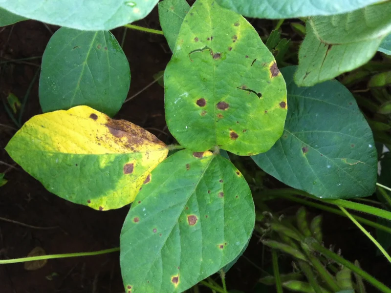 Manejo adequado de doenças evita perdas de produtividade da soja