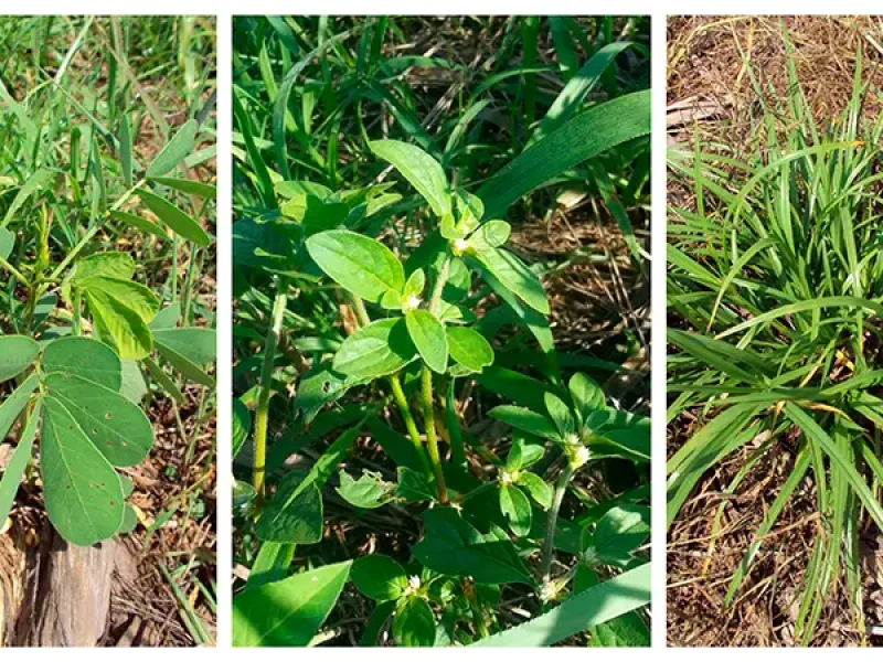 Manejo de Plantas Daninhas em Soja