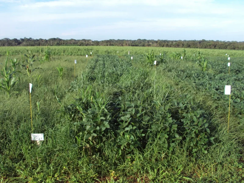 Manejo de pragas e plantas daninhas nas lavouras é desafio diário do agricultor