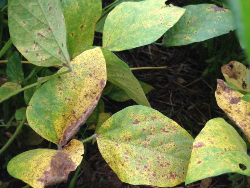 Mapa suspende registro de 63 fungicidas para controle da ferrugem da soja