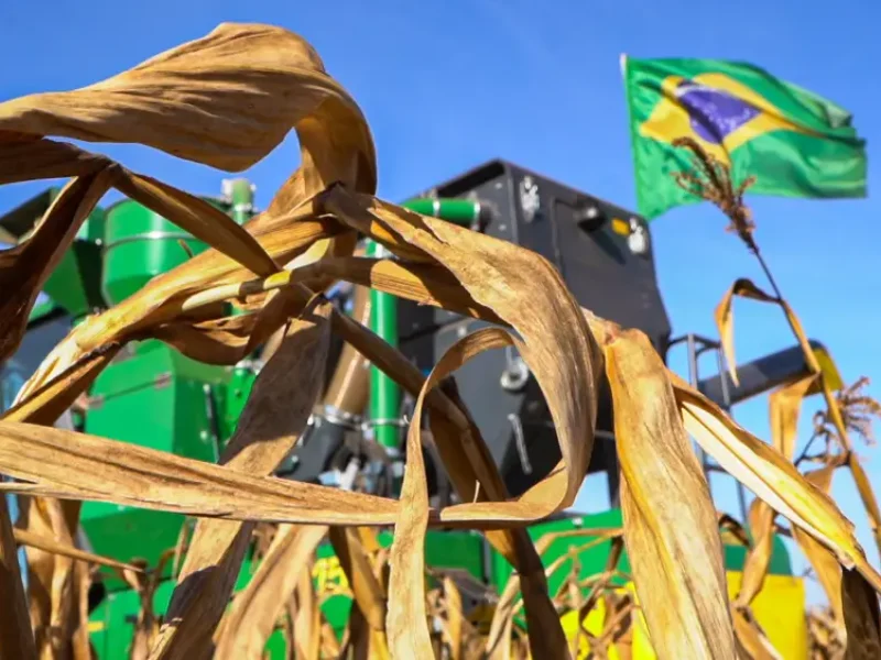 Média de produtividade do milho na região médio norte ficou acima da expectativa