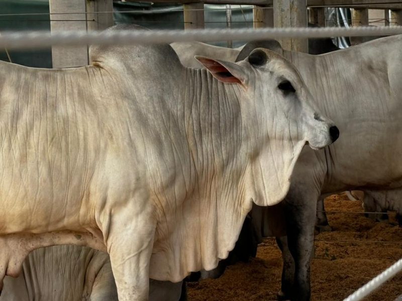 Melhoramento genético impulsiona destaque dos equinos na agropecuária mato-grossense