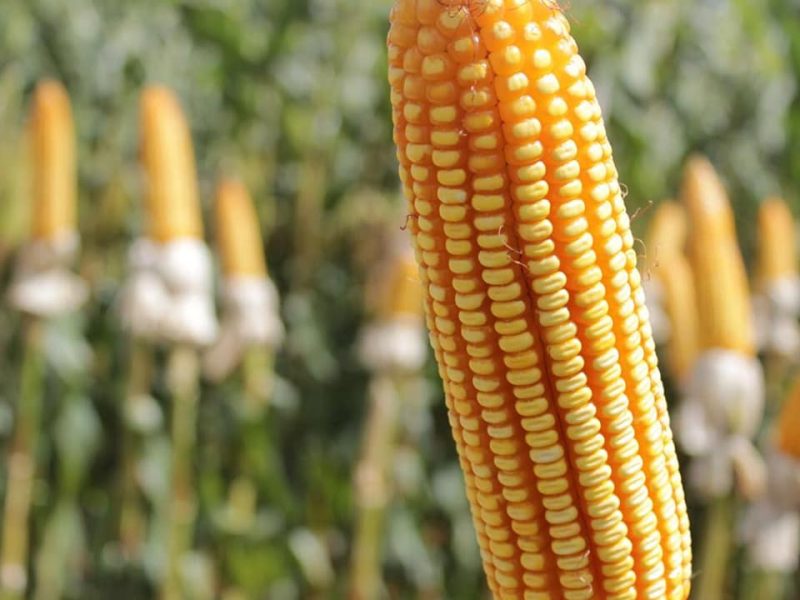 Milho de cobertura de solo a preços que motivam novas descobertas científicas para aumentar a produção